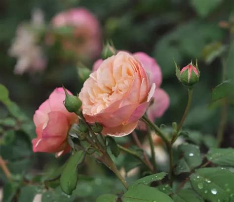 Eveline Wild The Garden Rose Company