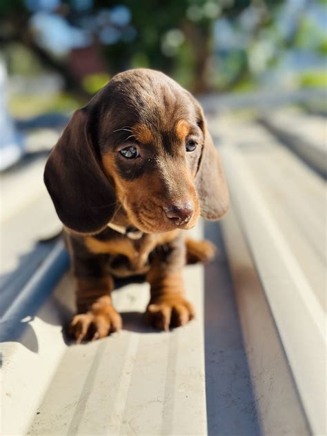 Mini Dachshund - Taroom - PetsForHomes