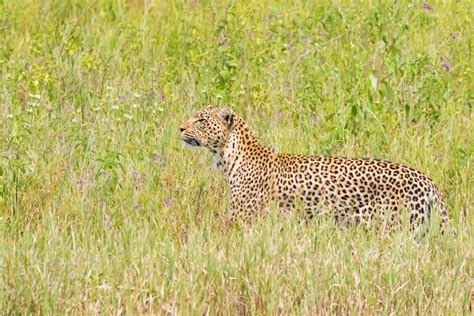 Leopard Walking In Green Meadow At Serengeti National Park In Tanzania