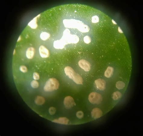 Plants Are The Strangest People Microphotography Hippeastrum Pollen