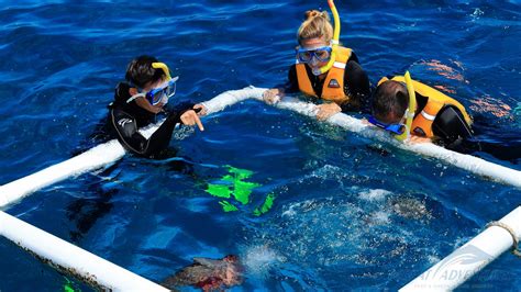 Green Island And Great Barrier Reef Tour Great Adventures Cruises Cairns Great Adventures
