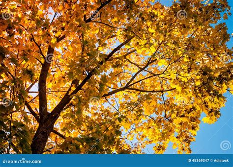 Autumn Tree On Blue Sky Background Stock Image Image Of Fall Natural
