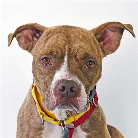 To adopt a pet, please submit an adoption application by following this link. Adoptable Dogs | NYC Adoption Center | ASPCA