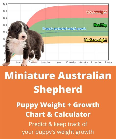 Miniature Australian Shepherd Weight Growth Chart 2023 How Heavy Will My Miniature Australian