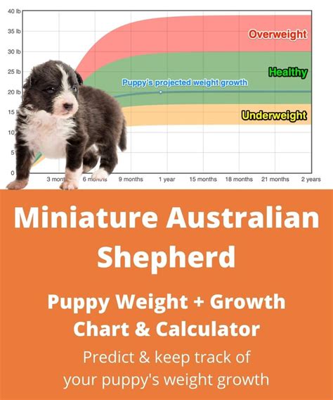 Mini Aussie Size Chart