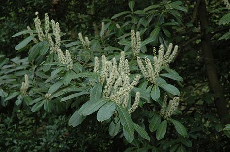 Cherry Laurel (Prunus laurocerasus) in Richmond Fairfax Loudoun Prince William Fredericks