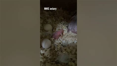 Newborn Baby Budgie Budgie Breeding Shorts Youtubeshorts Parrot