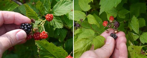 Blackberry Black Raspberry Identify That Plant