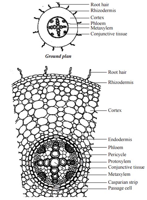 Primary Structure Of Dicotyledonous Root Bean Root Dicot Root