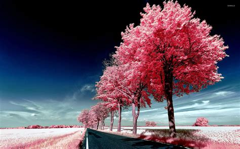 Free Download Roadside Pink Trees Wallpaper Nature Wallpapers 29447
