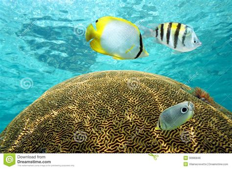 Tropical Fish Above Brain Coral Stock Photo Image Of