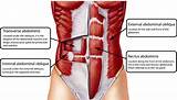 Posterior Core Muscles Pictures