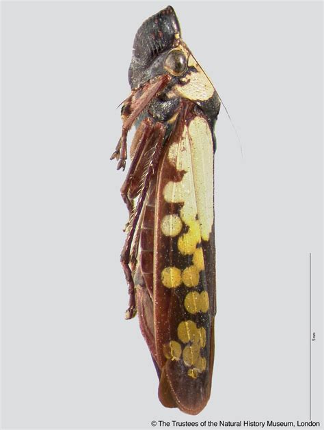 Sharpshooter Leafhoppers Proconosama Haenschi Melichar 1926a 316