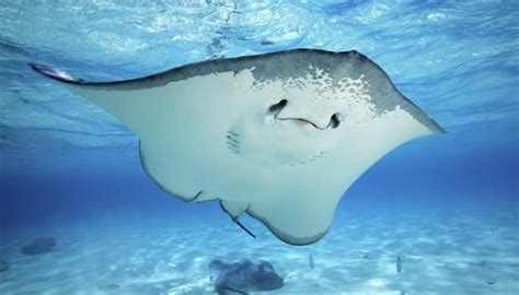How Stingrays Hide Animals Momme
