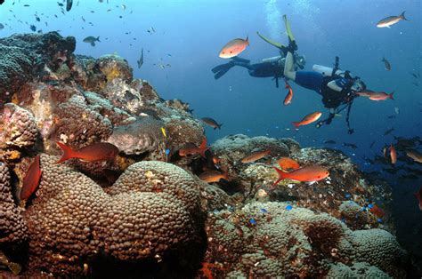 The Coral Reefs You Never Heard Of In The Path Of Trumps