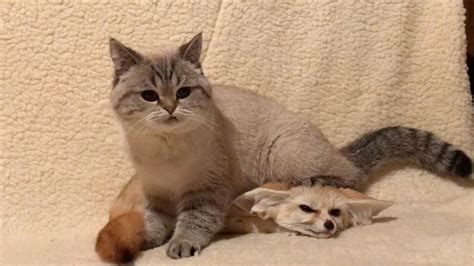 Fennec Fox And Cat Are Best Of Friends Youtube