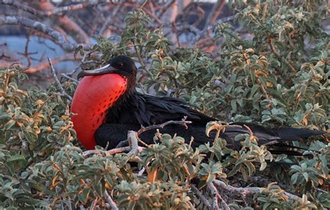 Lost In Birding Magnificent Endgalapagos 19 Nov