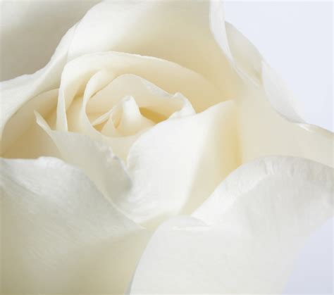 Pure White Roses Roses Photo 34611001 Fanpop
