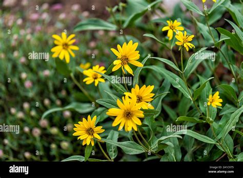 Arnica Flower Wildflower Blossom Hi Res Stock Photography And Images