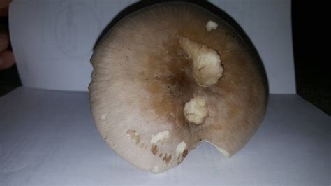 Mushroom Identification Help Large White Mushroom Mushroom Hunting
