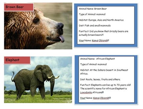 Hts 3rd Grade Technology Blog Wow The Animal Trading Cards Are Beautiful