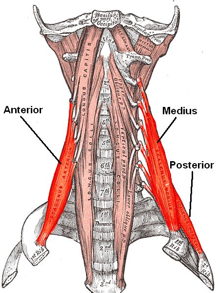 Psoas Forward Head Posture And Scalene Muscles
