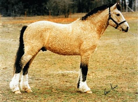 Bashkir Curly Horse Always Such Pretty Colors Horses Curly Horse
