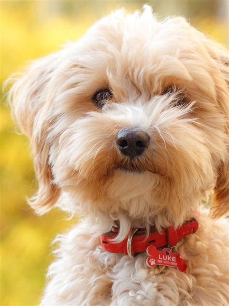 10 Adorable Teddy Bear Dog Breeds Morning Lazziness