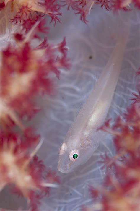 Soft Coral Goby In Indonesia Photograph By Science Photo Library Fine