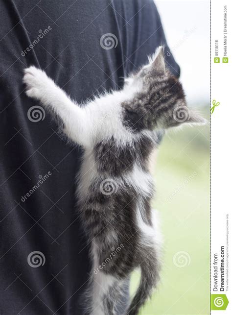 Clinging Cat Stock Photo Image Of Fuzzy Clinging Cute 59115118
