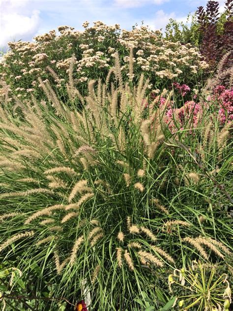 Combining Flowers With Ornamental Grasses Ornamental Grasses