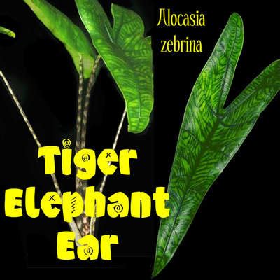 Alocasia zebrina reticulata alocasia tigrina. Polynesian Produce Stand : ~TIGER ELEPHANT EAR~ Alocasia ...