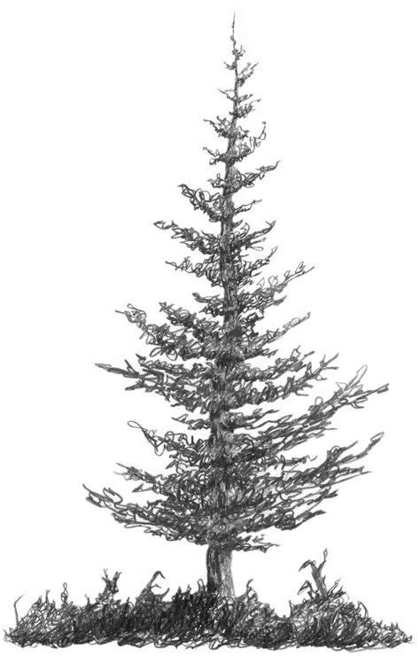 Squirkle A Realistic Spruce Tree Tree Drawings Pencil