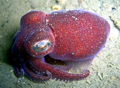 Hawaiian Bobtail Squid Ocean Treasures Memorial Library