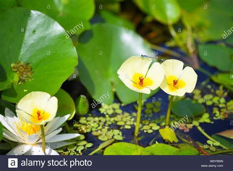 Flora And Water Hi Res Stock Photography And Images Alamy