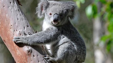 South Australia Urged To Begin Culling Koalas Fur Seals