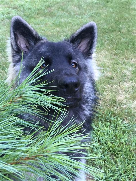 Our Shiloh Shepherd Loves To Play Hide And Seek Shiloh Shepherd Dog