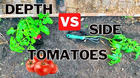 Planting Tomatoes Sideways Vs Depth Youtube