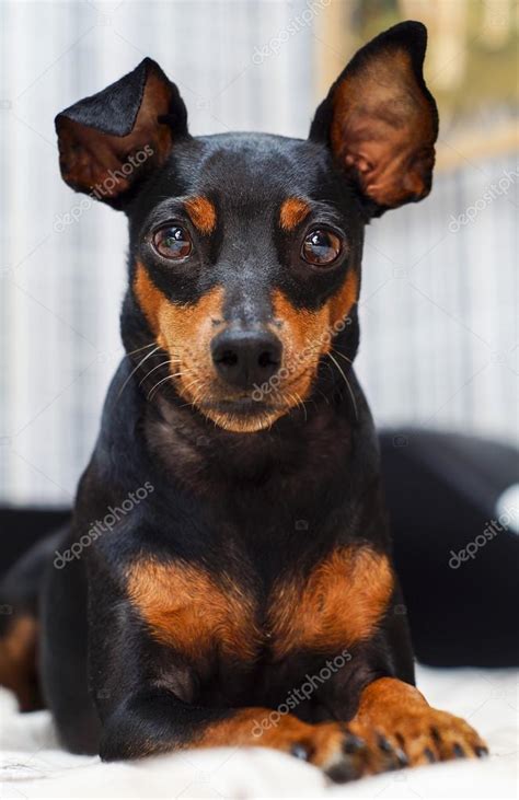 Black dog with white chest and pointy ears. Black and brown small dog with big ears is lying on the ...