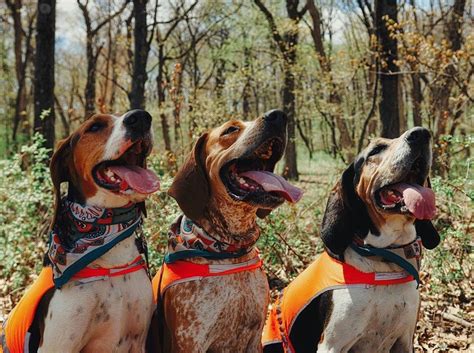Three Happy Coonhounds Treeing Walker Coonhound Walker Coonhound