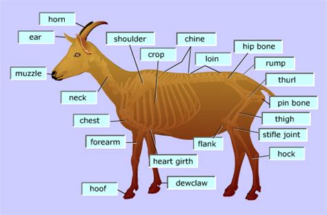 The Biology Of The Goat