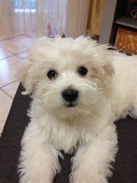 Use the search tool below and browse adoptable malteses! Maltese - 216172
