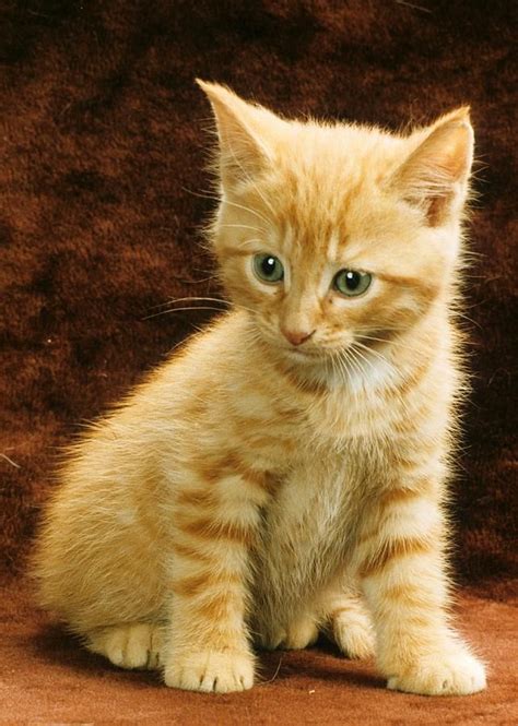 We did not find results for: Pin by Spirit Watcher on Animals | Tabby kitten orange ...