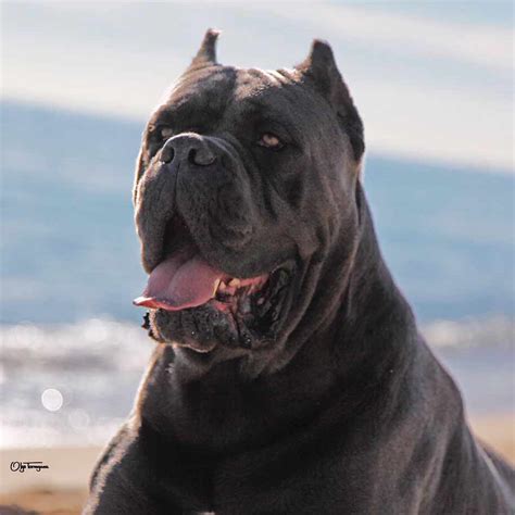 You can expect to pay anywhere from $2,000 to $6,000. Buy dogs Cane corso and puppies for sale in California United States - Cane Corso Barcelona