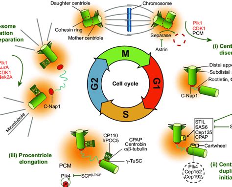 Interplay Between The Centrosome Cycle And The Cell Cycle The