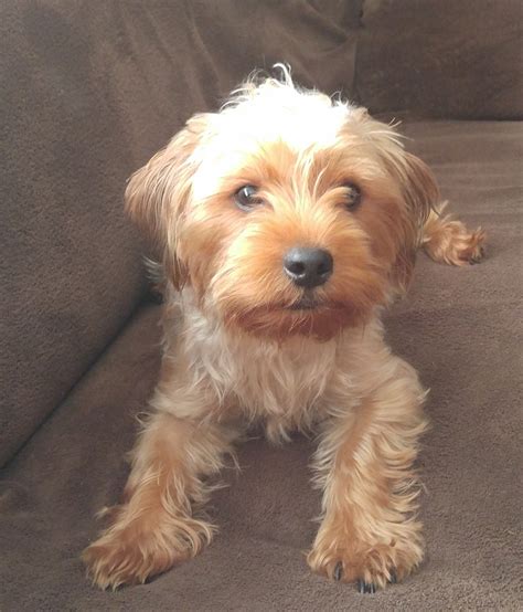 Whoodles have low shedding coats, are very smart and are hypoallergenic. Yorkshire Terrier Puppies For Sale | Belleville, IL #232483