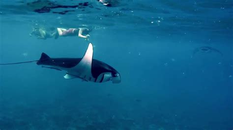 Snorkeling With Manta Rays In Nusa Penida Bali YouTube