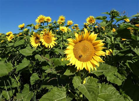 Sunflowers — big, beautiful and useful | Real Estate | chronicleonline.com