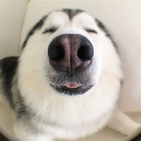 14 Amazing Facts About Huskies Petpress Animal Noses Cute Dogs