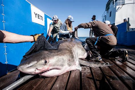 How To Legally Catch A Great White Shark Gearjunkie